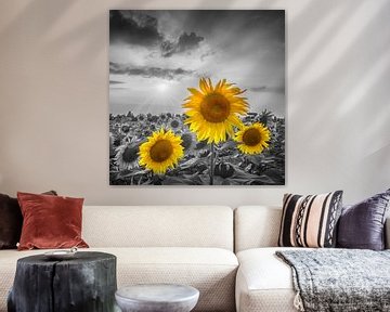 Prachtige zonnebloemen in de zonsondergang | colorkey van Melanie Viola