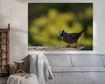 A bird at the garden feeder by Claude Laprise