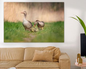 Family greylag goose by Pascale Dumoulein