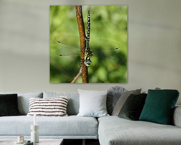 Dragonfly, quelle beauté ! sur Marjon Woudboer