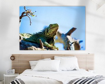 Majestic Iguana by Guy Florack