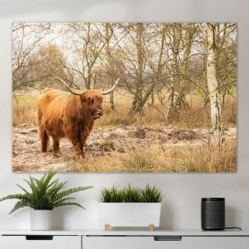 Schottischer Highlander im Waldpark Westerschouwen