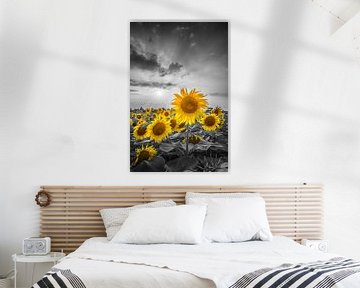 Sonnenuntergang mit schönen gelben Sonnenblumen von Melanie Viola
