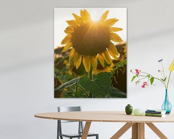 Sunflowers, Helianthus annuus by Alexander Ludwig