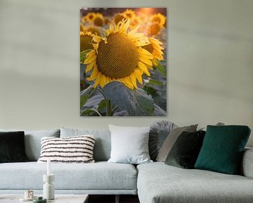 Sunflowers, Helianthus annuus by Alexander Ludwig
