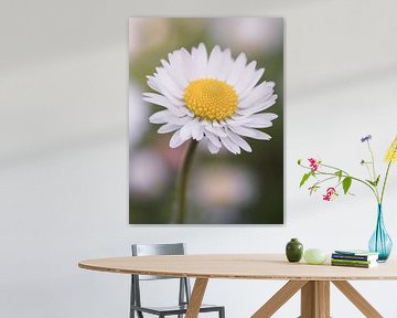 Gros plan sur une marguerite en pleine floraison. sur Nik Valeeva