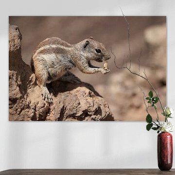 L'écureuil terrestre au bord d'un volcan