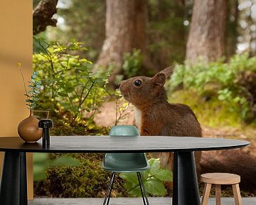 Lieve eekhoorn in het sprookjesbos - Een vleugje magie in de Oostenrijkse Alpen