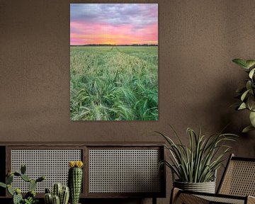 Sunset in the young barley field