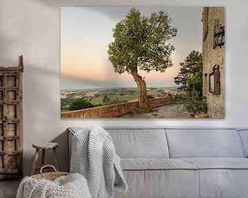 Lone olive tree in the region of Arcevia by Marly De Kok