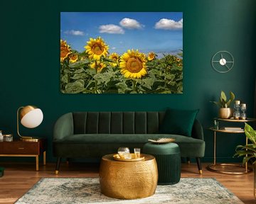 Sunflowers with white cotton wool clouds by Marly De Kok