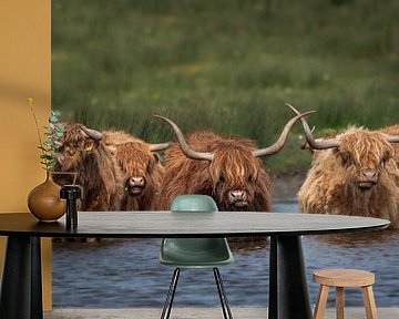 Schotse Hooglanders van Ruud Bakker