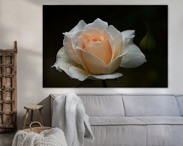Rose orangé doux