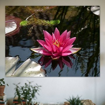 Roze waterlelie in een vijver