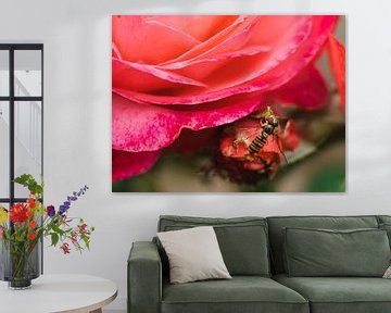 Hoverfly on a pink rose by Bianca Fortuin