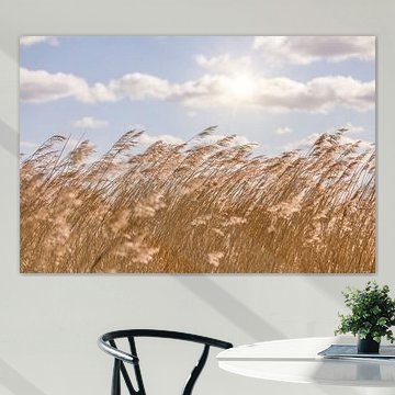 Schilf und Himmel, niederländische Landschaft