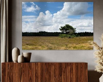 A Scots pine on a heathland field