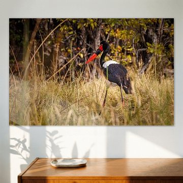 Sattelstorch auf der Suche nach Nahrung im Gras