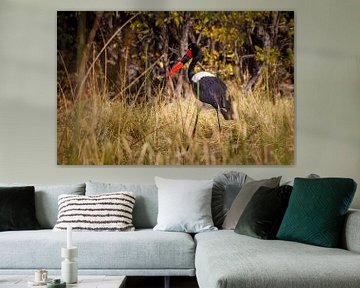 Saddle-billed stork looking for food in the grass