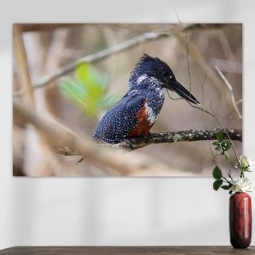 Vrouwelijke Afrikaanse reuzenijsvogel