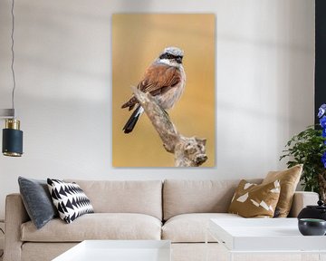 a male red-backed shrike bird (Lanius collurio) sitting on a branch, portrait, wildlife, europe, by Mario Plechaty Photography