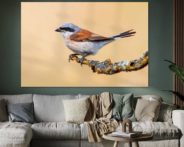 a male red-backed shrike bird (Lanius collurio) sitting on a branch, portrait, wildlife, europe, by Mario Plechaty Photography