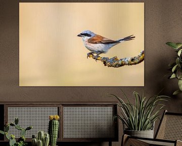 a male red-backed shrike bird (Lanius collurio) sitting on a branch, portrait, wildlife, europe, by Mario Plechaty Photography