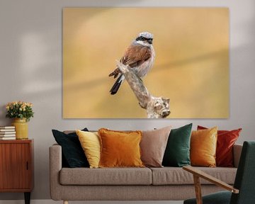 a male red-backed shrike bird (Lanius collurio) sitting on a branch, portrait, wildlife, europe, by Mario Plechaty Photography