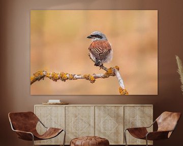 a male red-backed shrike bird (Lanius collurio) sitting on a branch, portrait, wildlife, europe, by Mario Plechaty Photography