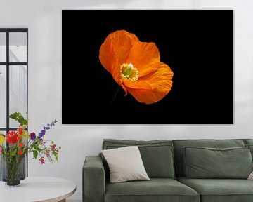 Holländisches Stilleben mit Orangenmohn von Denise Tiggelman