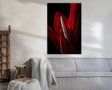 Stilleven van rode Anthurium flamingo plant. van Denise Tiggelman