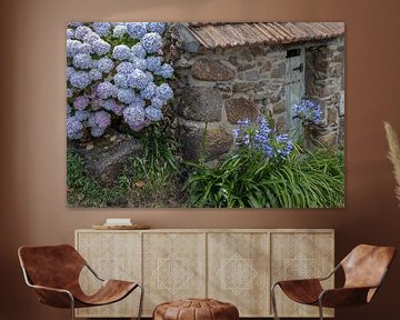 Hortensia en fleurs contre un vieux hangar sur Gerben van Buiten