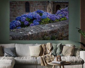 Blühende Hortensie hinter alter Mauer