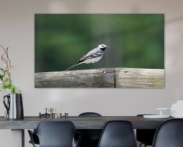 Witte kwikstaart op de Lemelerberg van Eline Bakker