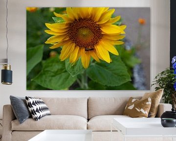 Sunflower with visitor by Petra Dreiling-Schewe