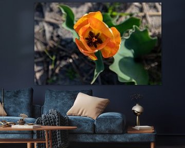 Photographie florale - Tulip... sur Bert v.d. Kraats Fotografie