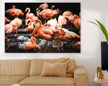 flamingo's ofwel Phoenicopteridae van Bart cocquart