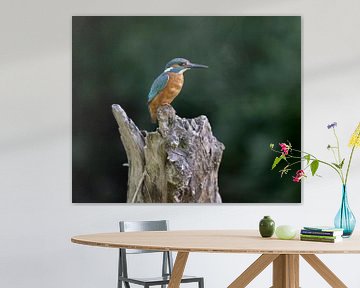 Ijsvogel - Kingfisher - Eisvogel van Robbie Nijman