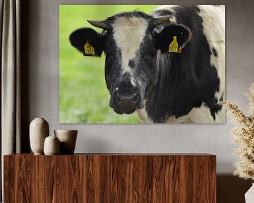 zwartbonte koe met horens kijkend naar de camera van Joke te Grotenhuis