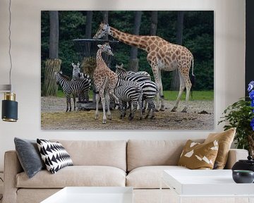 voedertijd zebra's en giraffen van Joke te Grotenhuis