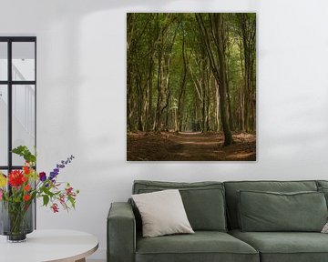 Het Speulderbos