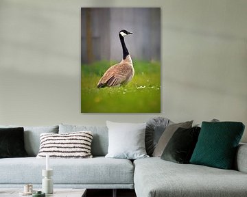 Canada goose (in colour) by Maickel Dedeken