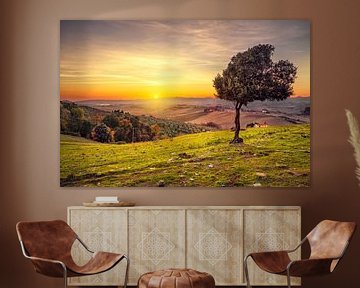 Olive tree on sunset. Tuscany by Stefano Orazzini