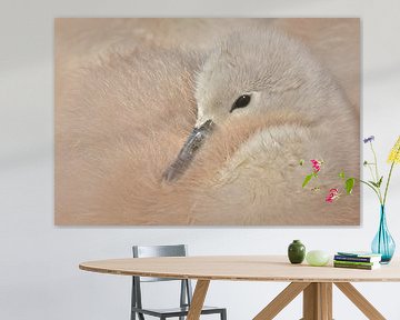 Mute swan chick by Maickel Dedeken