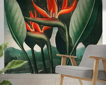 Robert John Thornton - Bird of Paradise Flower by Old Masters
