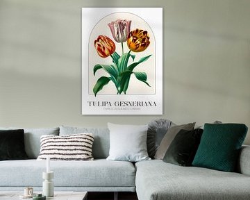Charles Dessalines d’Orbigny - Tulipa Gesneriana