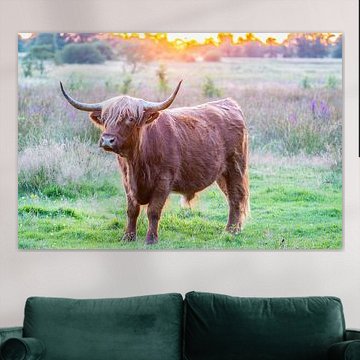 Vache Highland au coucher du soleil