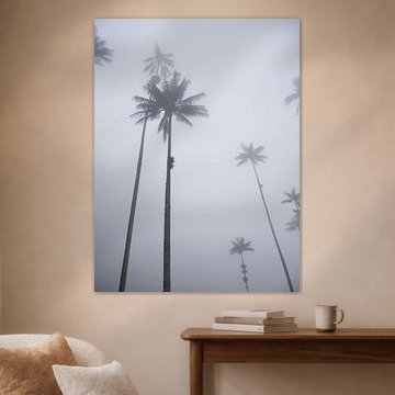 Palm trees in the mist