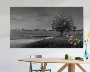 Wilg In Glooiend Landschap