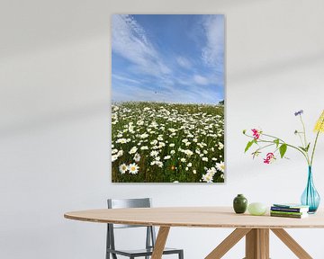 Un champ de marguerite en fleur sur Claude Laprise